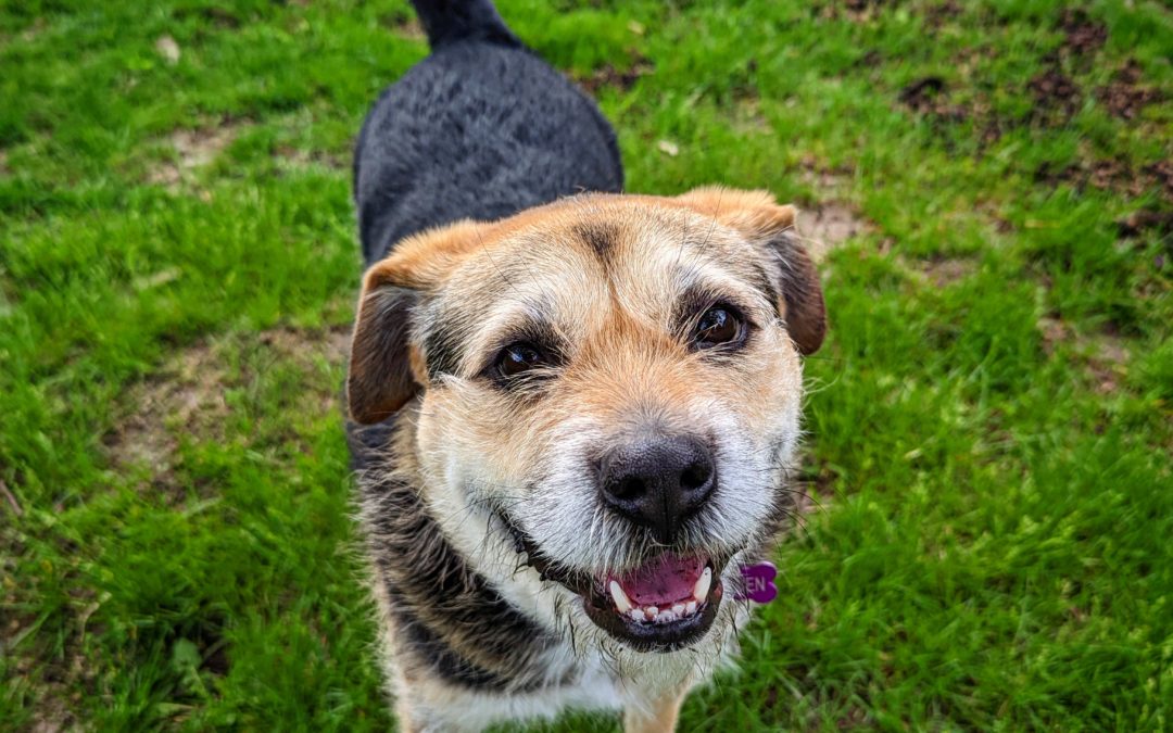 Heaven, World’s Cutest Rescue Dog